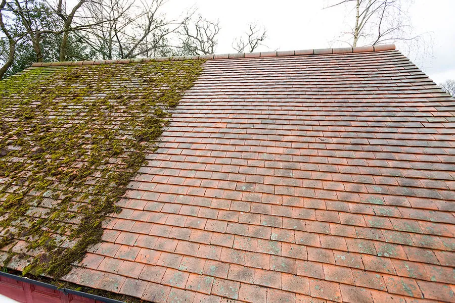 Moss growing over clay roof tiles, half of the slope cleaned